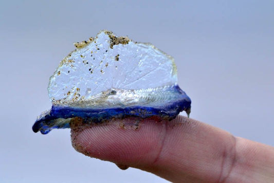 Quallenstiche: Ursprung, Auswirkungen und Prävention