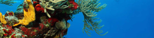 Wie schaden Giftstoffe den Korallenriffen?