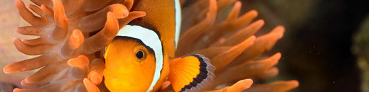 Der Clownfisch wechselt das Geschlecht