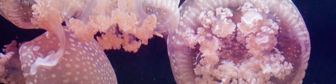 ¿Por qué y cómo pican las medusas?