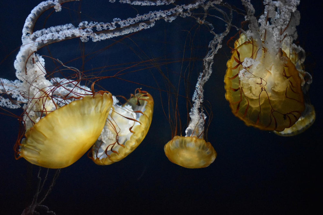 Characteristics of jellyfish that you don't know, do you?