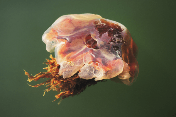 Medusa melena de león: la especie más grande del mundo