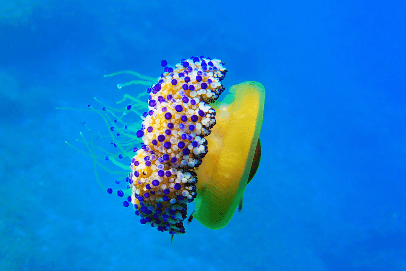 Die giftigsten Quallenarten im Mittelmeer