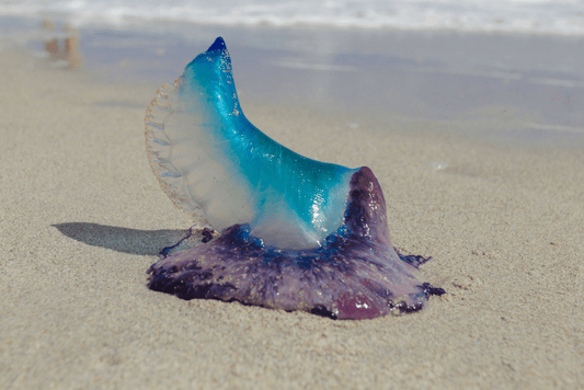 Quallen-Kuriositäten