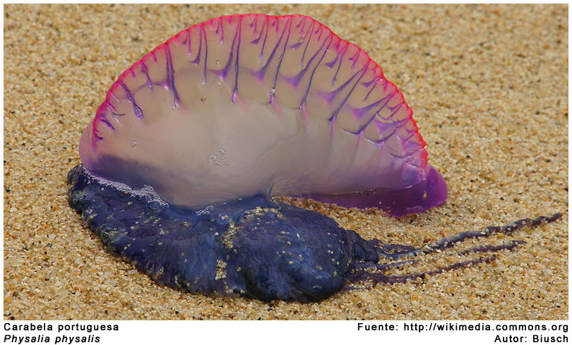 Portuguese Carabela in Spain: Spanish summers under threat