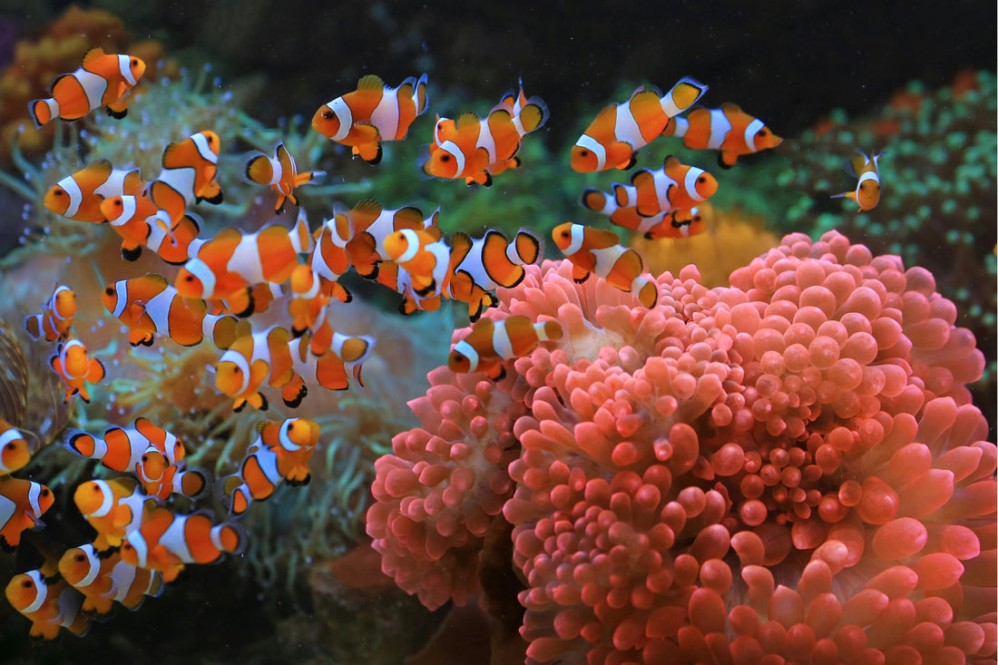 ¿Cómo afectan los protectores solares a los arrecifes de coral?